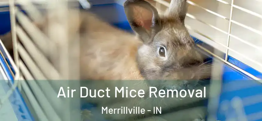  Air Duct Mice Removal Merrillville - IN